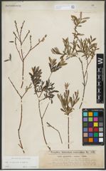 Foto von Salix purpurea L. x Salix repens L.